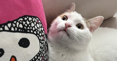 Smoothie looks up in this photo taken in our home, in Istanbul, Türkiye. (Photo by Burcu Başaran)