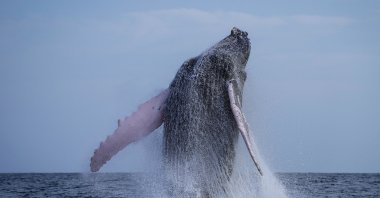 A humpback whale breaches off near Iguana Island, Panama, Sunday, July 14, 2024. (AP File Photo)