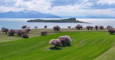 Almond trees bloom on Çarpanak Island, Van, eastern Türkiye, April 13, 2025. (AA Photo)