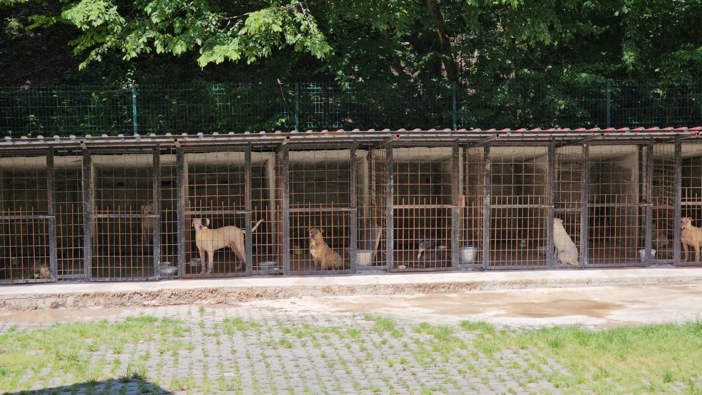 Stray dogs in a shelter in Zonguldak, northern Türkiye, May 6, 2025. (DHA Photo)