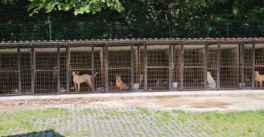 Stray dogs in a shelter in Zonguldak, northern Türkiye, May 6, 2025. (DHA Photo)