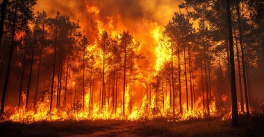Historically, most fires in tropical forests are set to clear land for agriculture and livestock, especially the so-called &quot;big four&quot; commodities: palm oil, soy, beef and timber. (Shutterstock Photo)