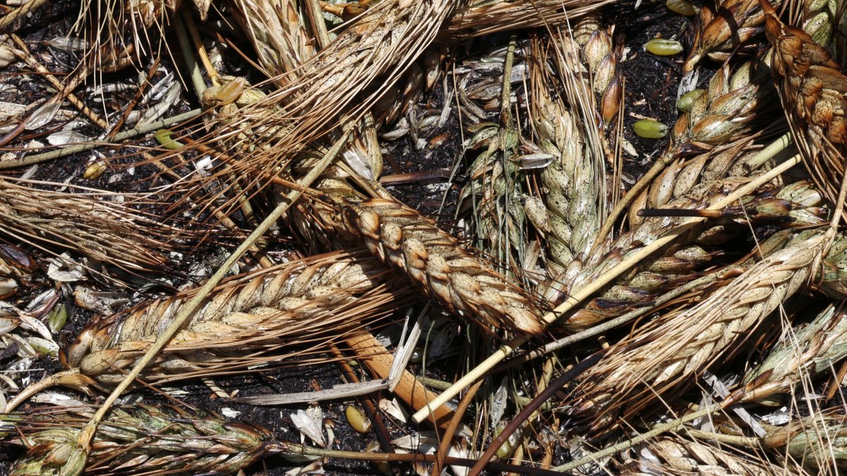 Fresh &quot;freekeh&quot; grains are piled up during one of the phases of their production on a farm near the West Bank city of Jenin, Palestine, May 10,  2025. (EPA Photo)