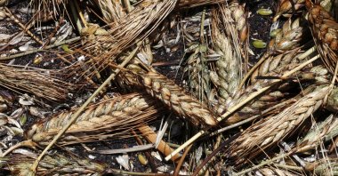 Fresh &quot;freekeh&quot; grains are piled up during one of the phases of their production on a farm near the West Bank city of Jenin, Palestine, May 10,  2025. (EPA Photo)