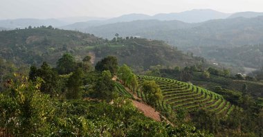 Coffee plants and rows of tea plants (C) line the hillsides at the Tianyuzhuang coffee plantation in Puer, southwest Yunnan province, China, April 1, 2025. (AFP Photo)