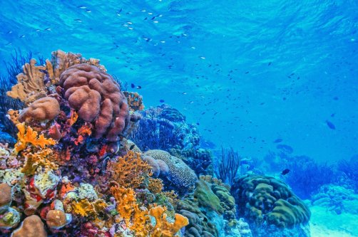 The collapse of reefs threatens in particular the estimated 1 billion people who rely on them for food, tourism income and protection from coastal erosion and storms. (Shutterstock Photo)
