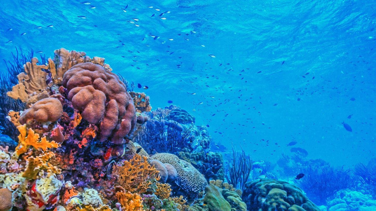The collapse of reefs threatens in particular the estimated 1 billion people who rely on them for food, tourism income and protection from coastal erosion and storms. (Shutterstock Photo)